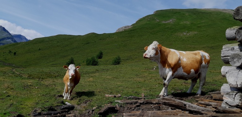 Zwei Rinder auf der Alm